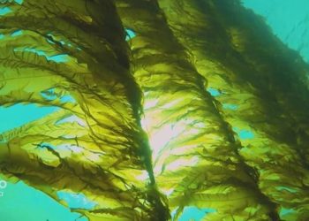 تربية الطحالب على شواطئ الصحراء المغربية: الذهب الأخضر البحري في معادلة الاقتصاد الازرق العالمي