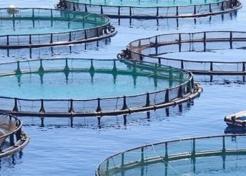 أكبر محطة لتربية الأحياء المائية والطحالب في شمال إفريقيا بالداخلة (2)